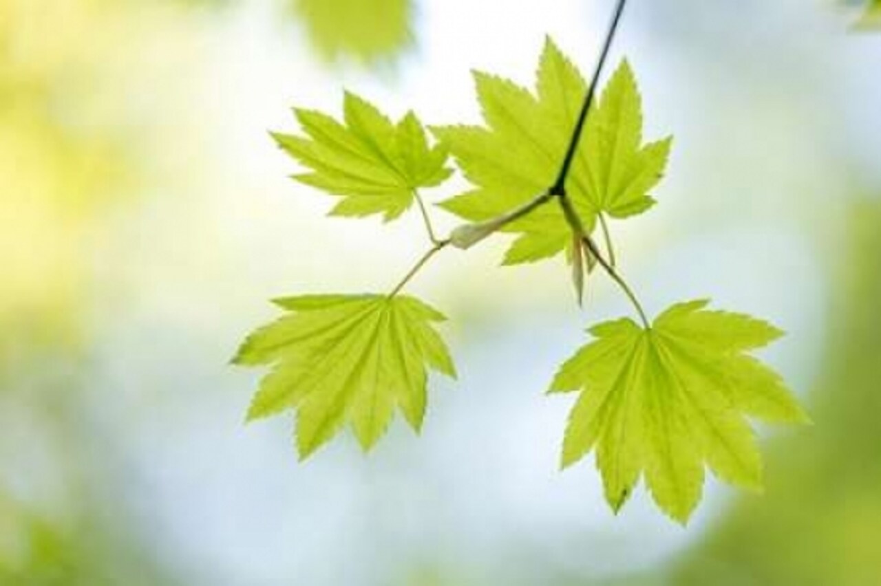 Vine Maple II Poster Print by Kathy Mahan - Item # VARPDXPSMHN717